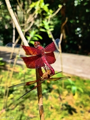Camacinia gigantea