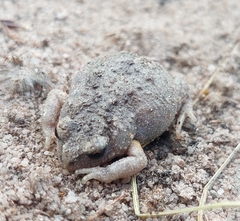 Pseudophryne bibronii