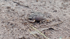 Pseudophryne bibronii