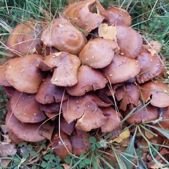 Armillaria ostoyae