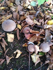 Amanita pantherina