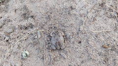 Pseudophryne bibronii