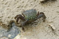 Metopograpsus quadridentatus