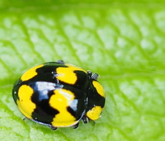 Illeis galbula
