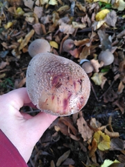 Amanita pantherina