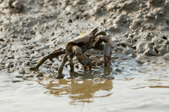 Macrophthalmus definitus