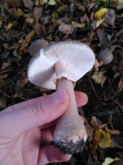 Amanita pantherina
