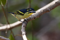 Pogoniulus atroflavus