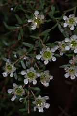Leptospermum polygalifolium