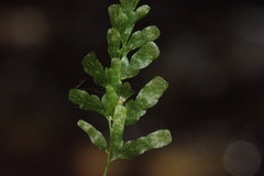 Trichomanes venosum