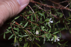 Leptospermum polygalifolium