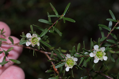 Leptospermum polygalifolium