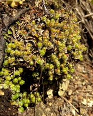Mannia fragrans