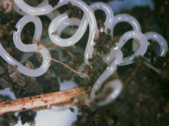 Nematoda