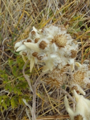Leontopodium ochroleucum
