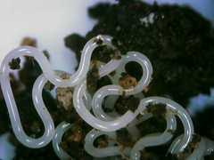 Nematoda