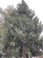Picea omorika