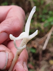 Clavulina rugosa