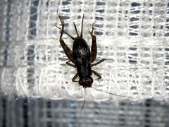 Polionemobius flavoantennalis