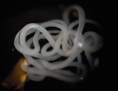 Nematoda