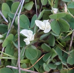 Trifolium subterraneum