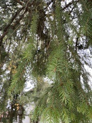 Picea omorika