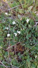 Trifolium subterraneum