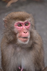 Macaca fuscata