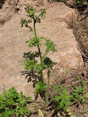 Ranunculus chinensis