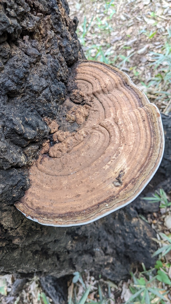 Ganoderma applanatum · October 2022 · photo: © atsushi_nakajima_cirque (iNaturalist, cc-by)
