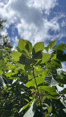 Crataegus crus-galli