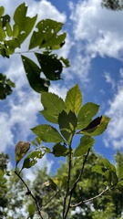 Crataegus crus-galli