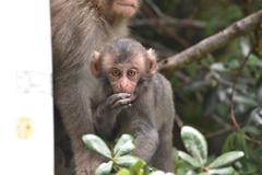 Macaca fuscata
