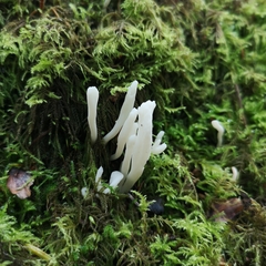 Clavariaceae
