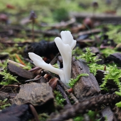 Clavariaceae