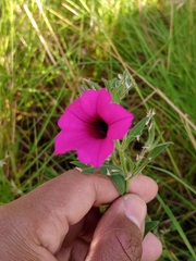 Petunia integrifolia