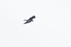 Milvus migrans lineatus