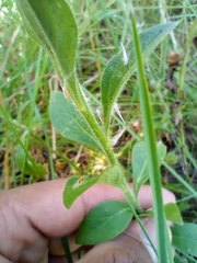 Petunia integrifolia