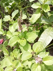 Ocimum tenuiflorum