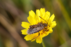 Stictopleurus punctatonervosus