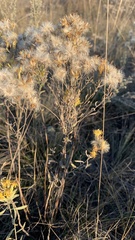 Galatella villosa