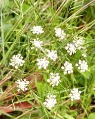 Torilis arvensis