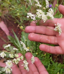 Torilis arvensis