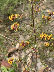 Pultenaea retusa