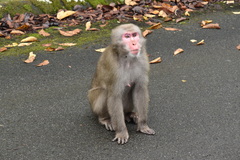 Macaca fuscata
