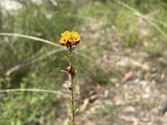 Pultenaea retusa