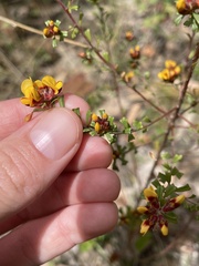 Pultenaea retusa