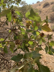 Quercus brantii