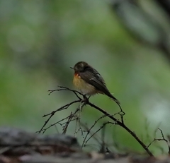 Ficedula mugimaki