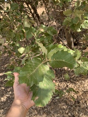 Quercus brantii